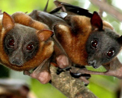 Sydney bats - www.mighty.com.au