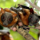 Sydney bats - www.mighty.com.au