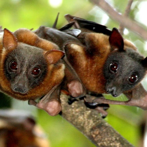 Sydney Bats Sydney bats - www.mighty.com.au