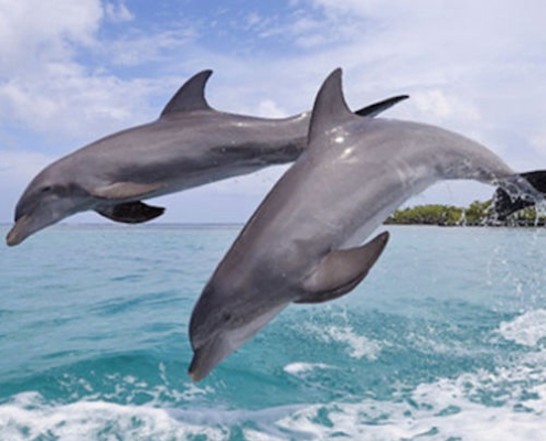 dolphin shores - www.mighty.com.au