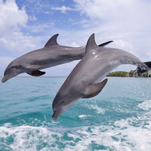 Dolphin Shores dolphin shores - www.mighty.com.au