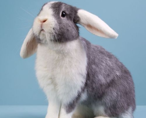 The Rabbit Doctors - www.mighty.com.au