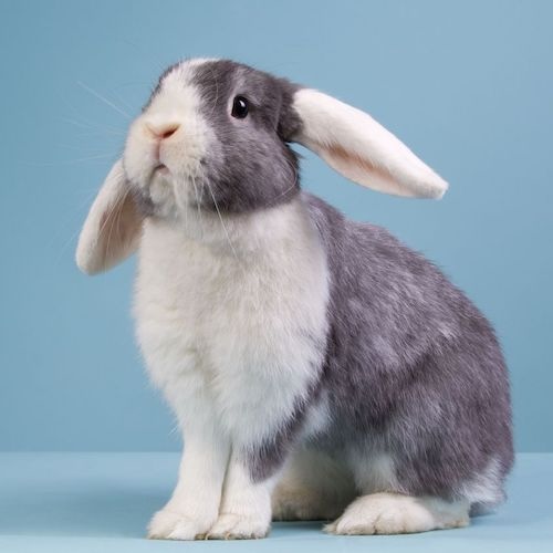 The Rabbit Doctors - www.mighty.com.au