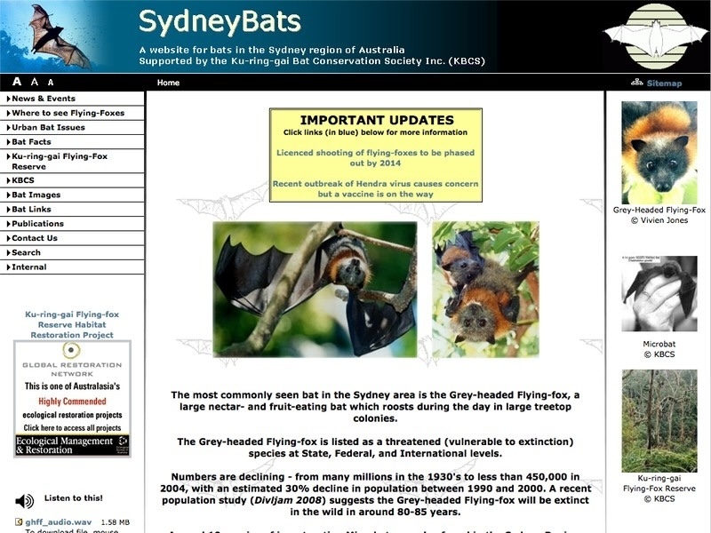 www.sydneybats.org.au sydney bats - www.mighty.com.au